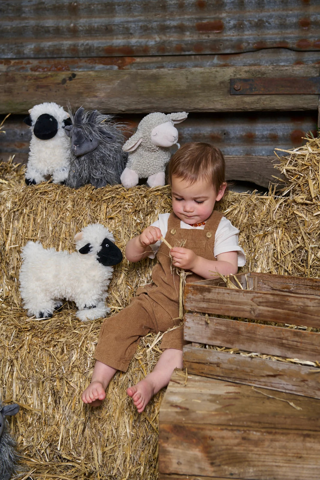 Charlotte the Sheep