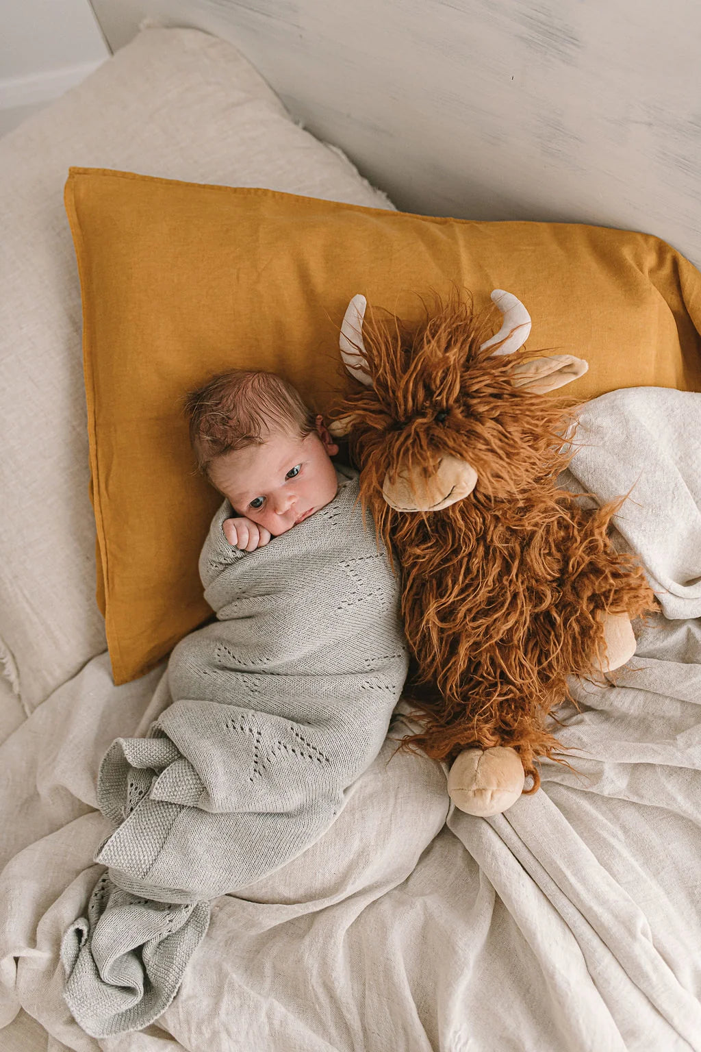 Henry the Highland Cow